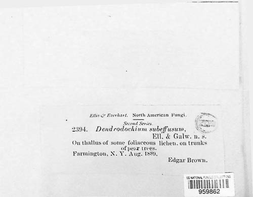 Acremonium subeffusum image